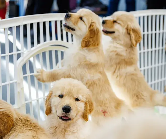 Litter of puppies