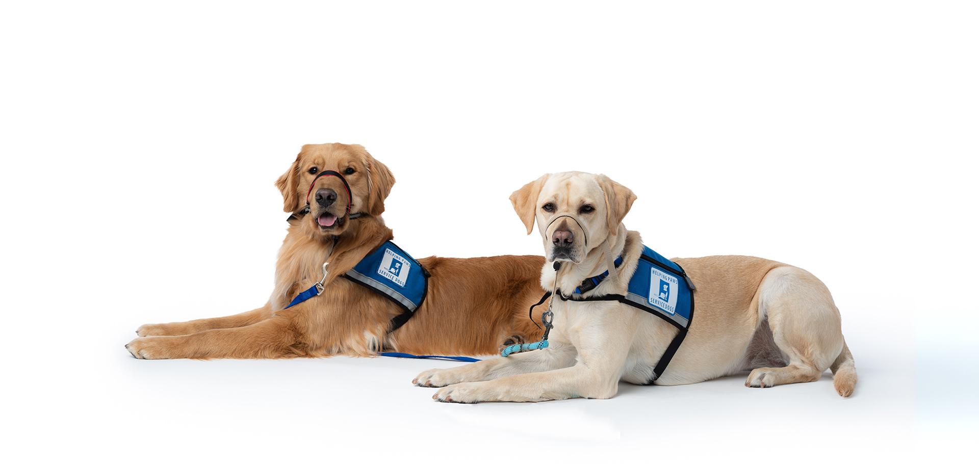 Two Service Dogs