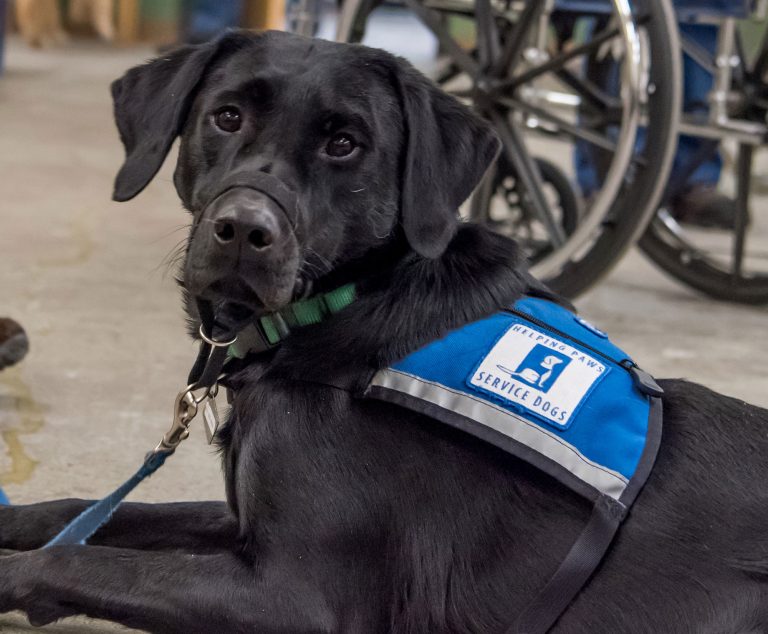 Service dog.