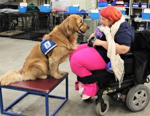 Service dog and a person in a wheelchair.