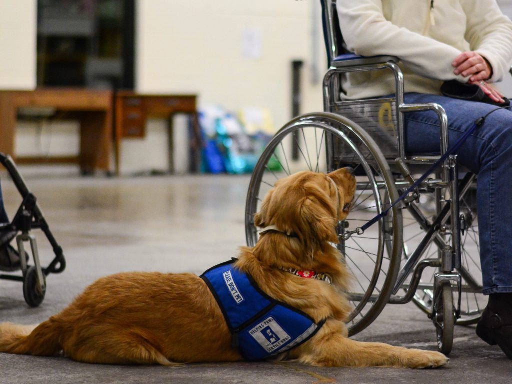 Service dog next to a wheelchair.