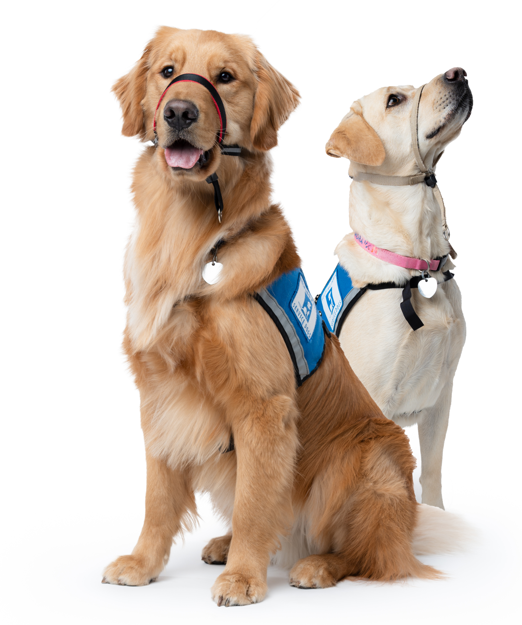 Two assistance dogs sitting