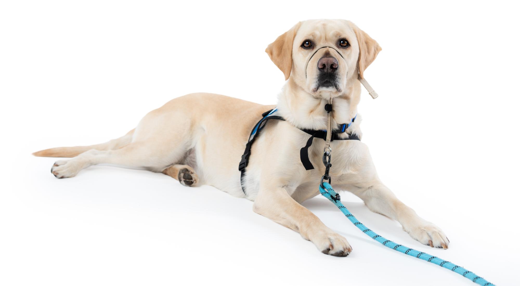 dog laying down