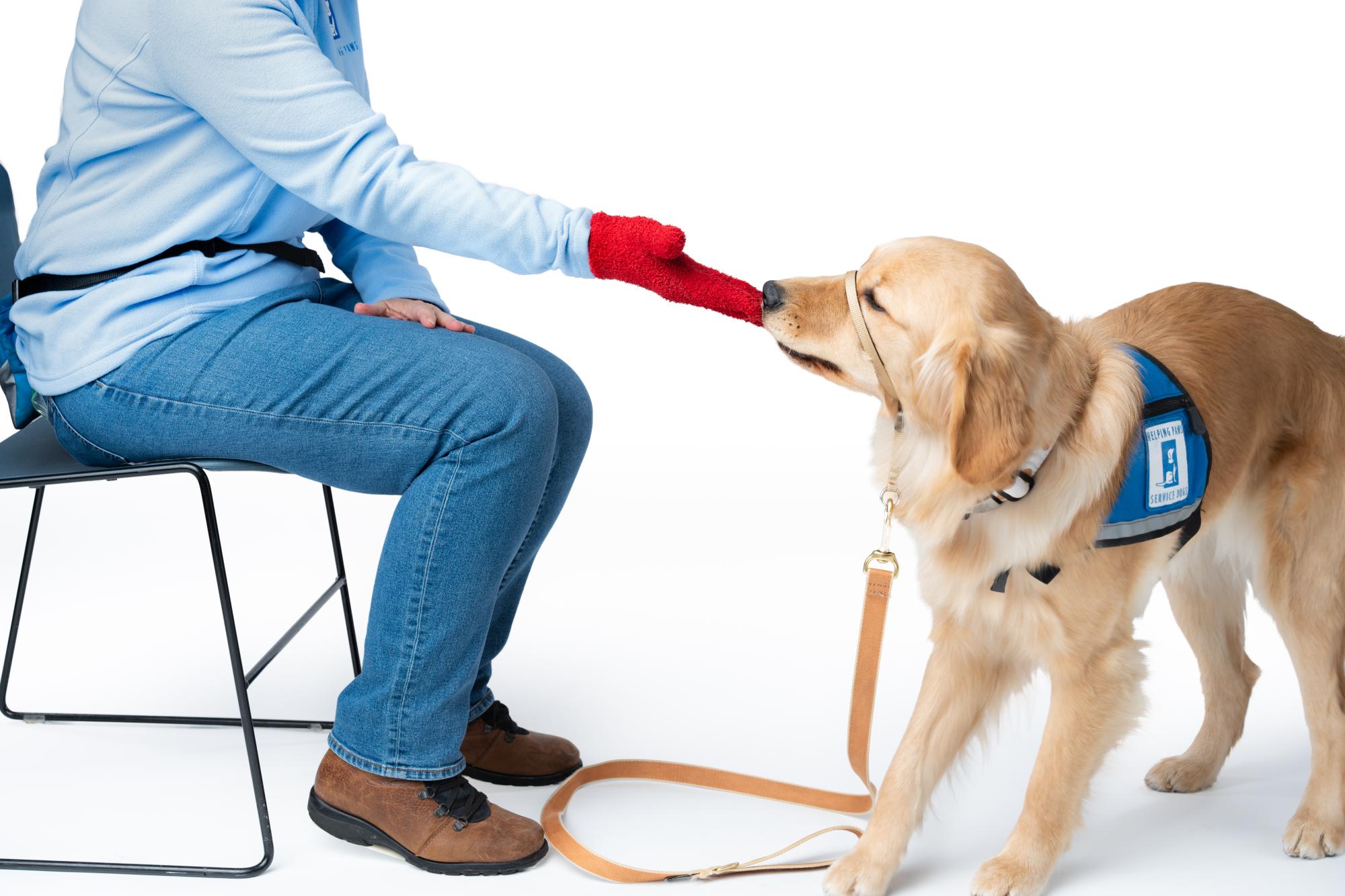 service dog pulling off glove