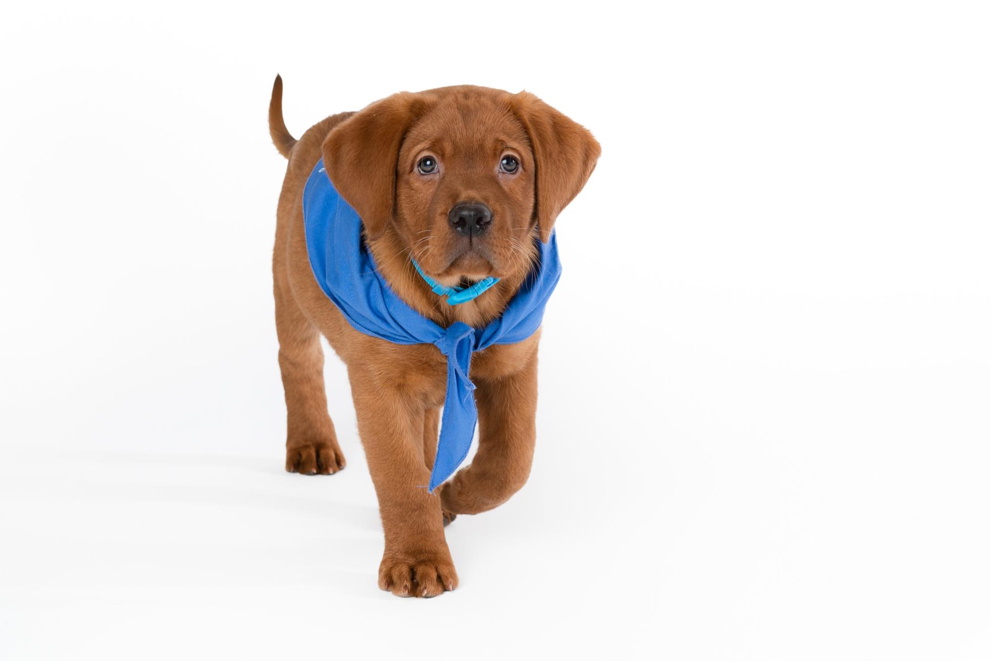 Puppy walking towards you