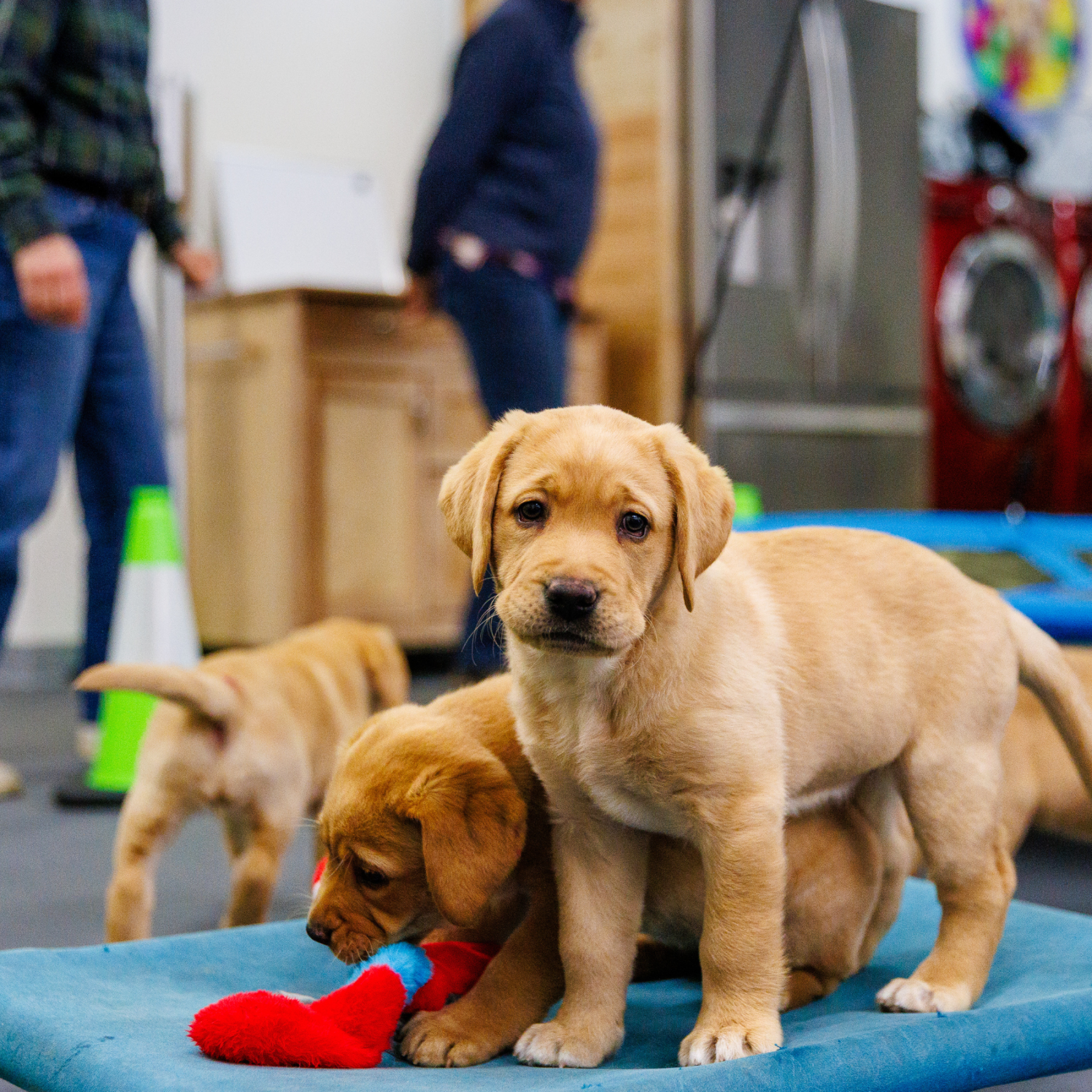 Cute puppy looking at you.