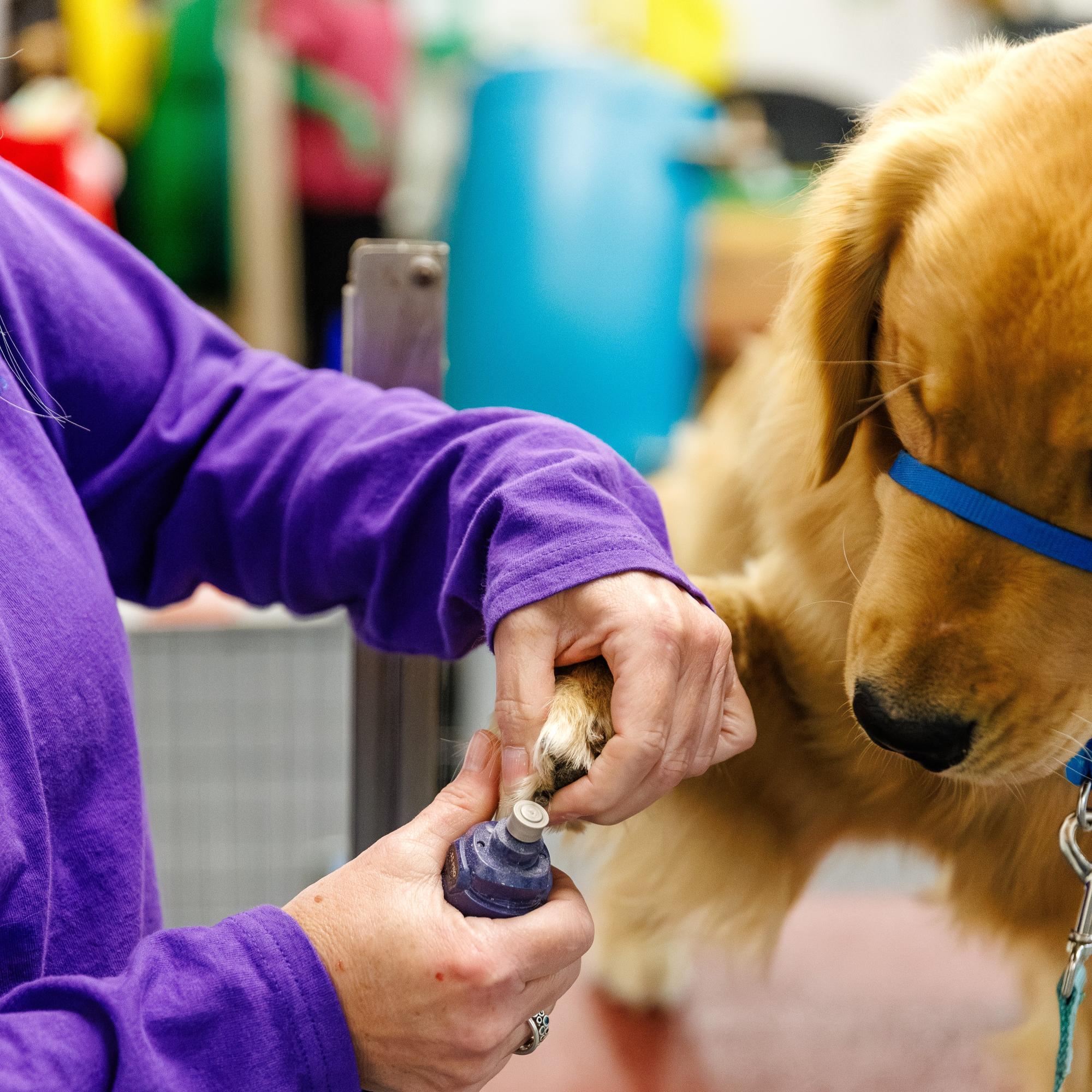 dog getting nails cut
