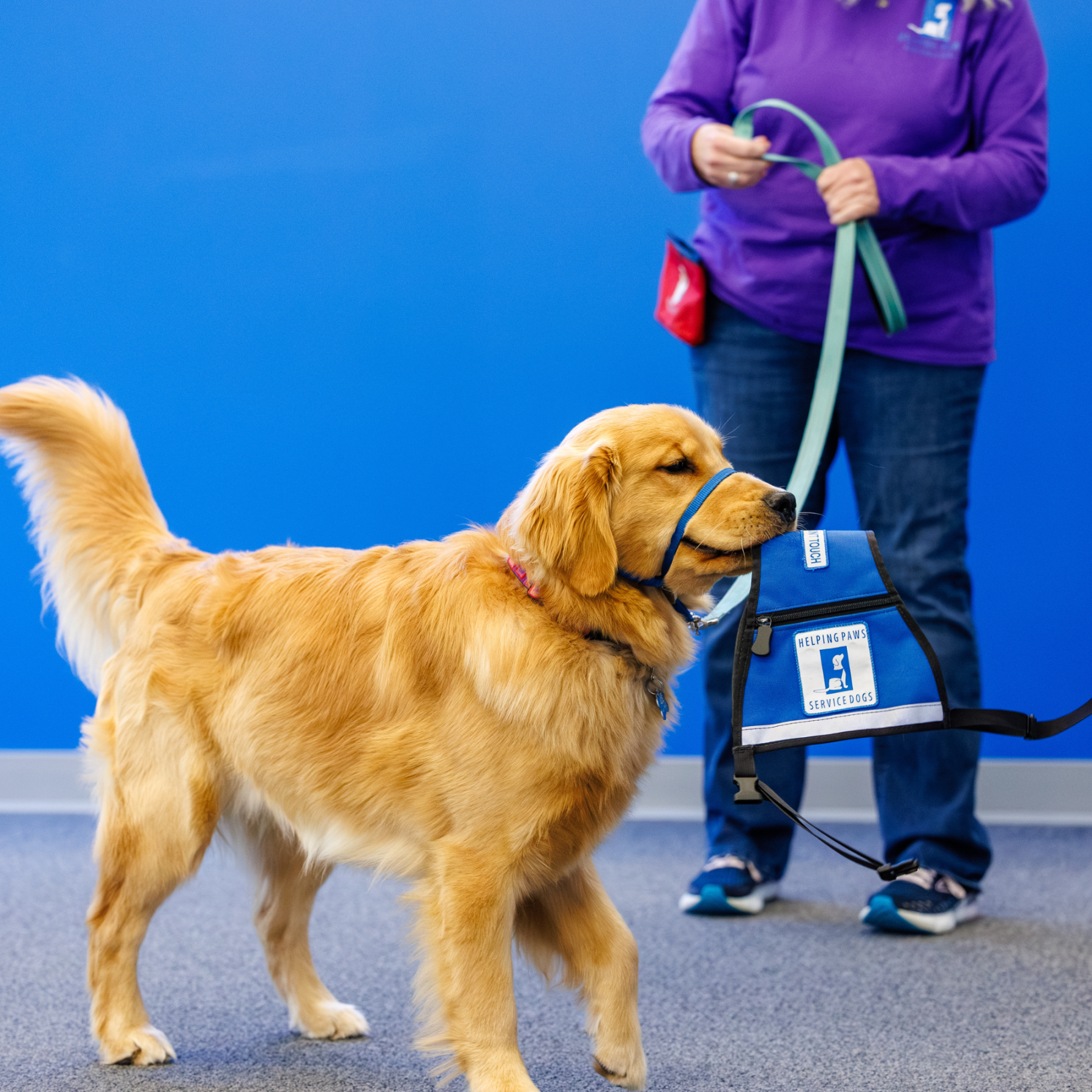 dog holding blue pack