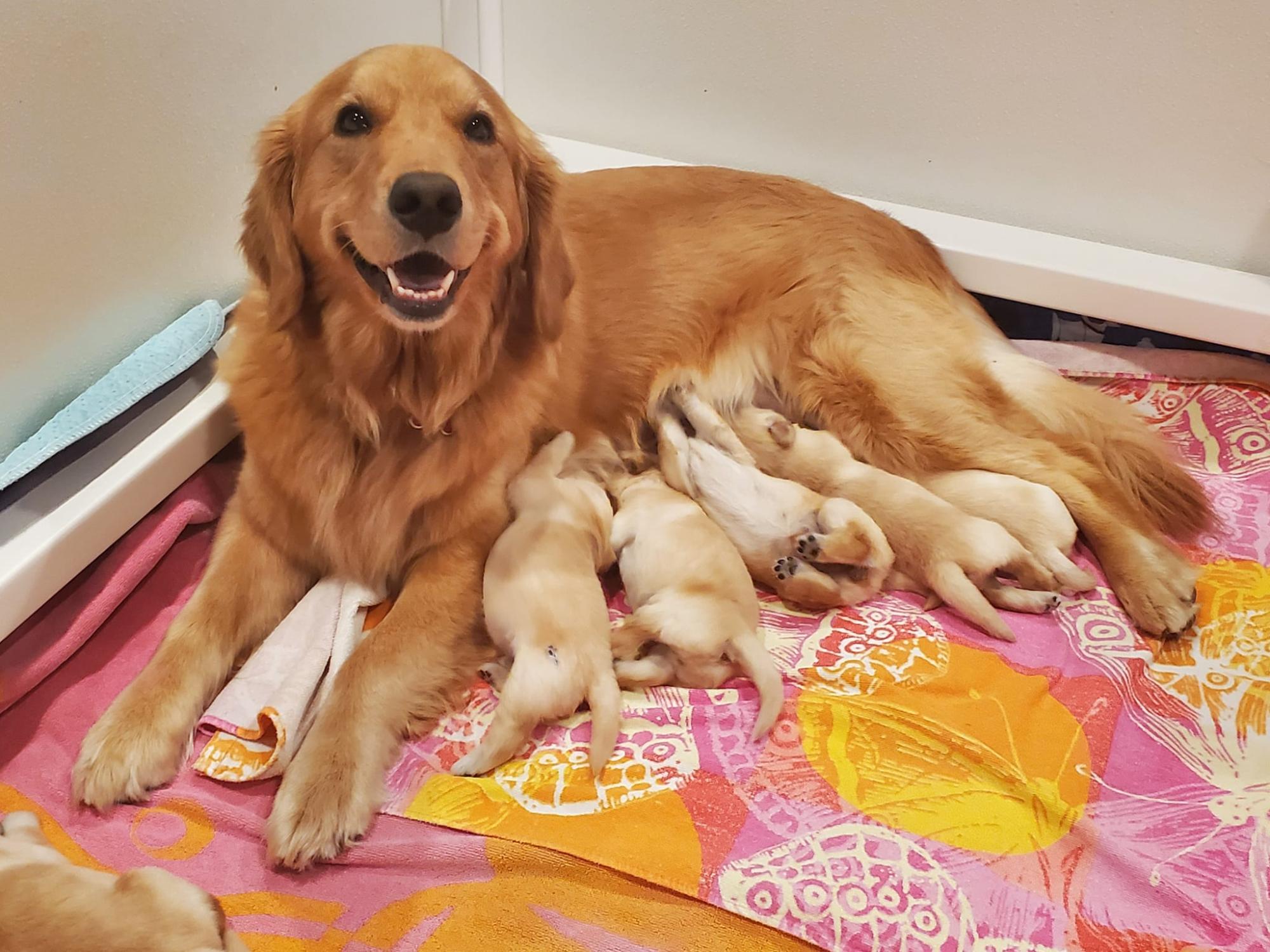 Thankful Litter mom with puppies