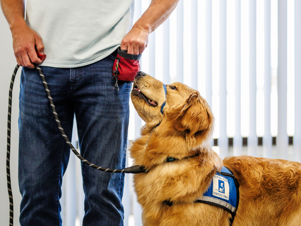 dog training photo