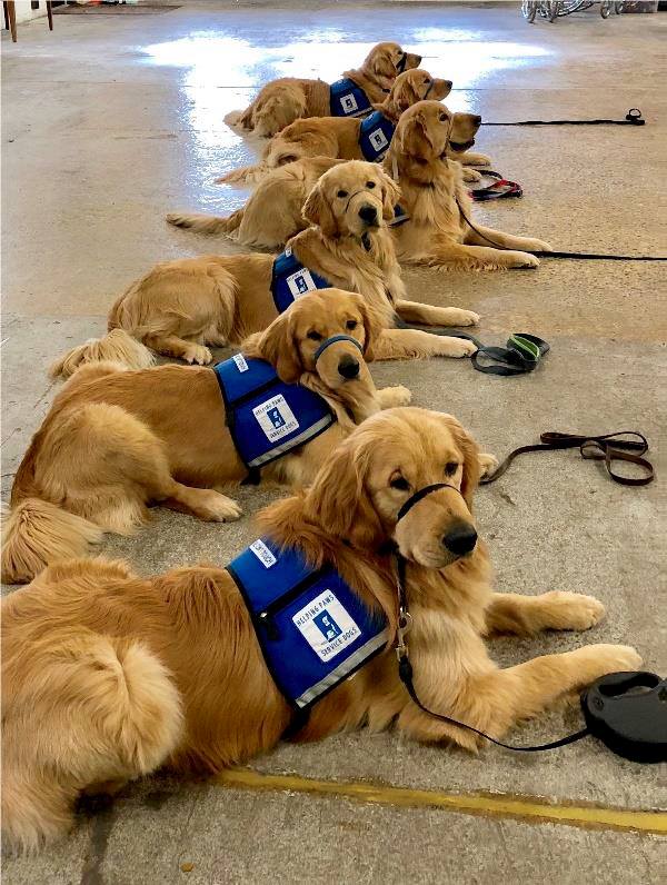 J-litter-Dogs-Laying-in-a-row